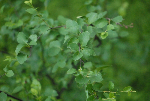 Betula humilis, photograph 3