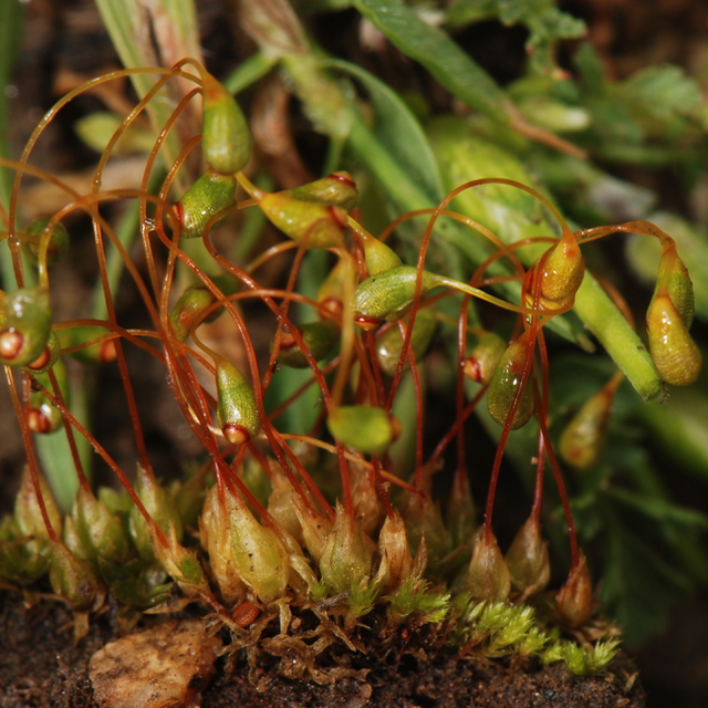 Funaria