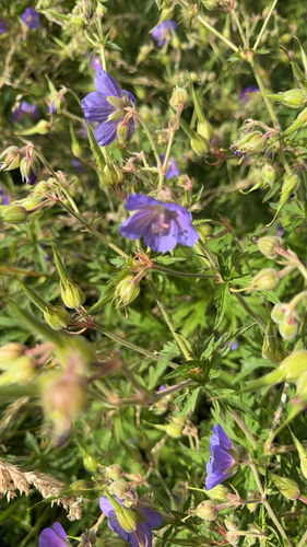 Meadow Crane's-bill