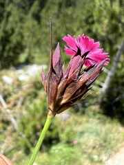 Dianthus giganteiformis
