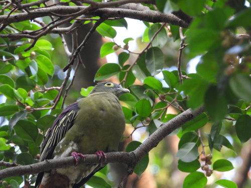 Gray-cheeked Green-Pigeon