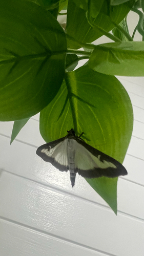 Box Tree Moth