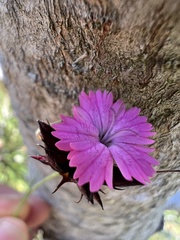 Dianthus giganteiformis, photograph author not stated, no rights reserved