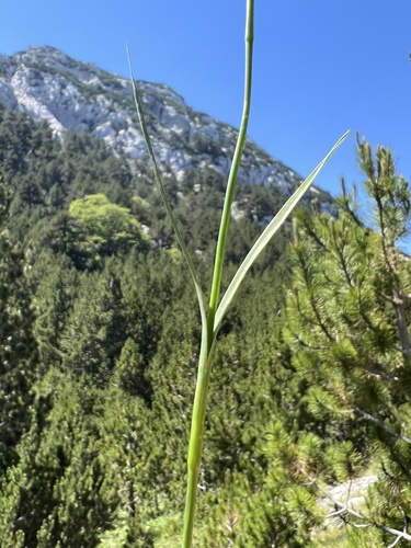 Dianthus giganteiformis, photograph 3
