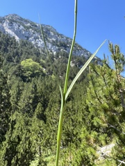 Dianthus giganteiformis, photograph author not stated, no rights reserved