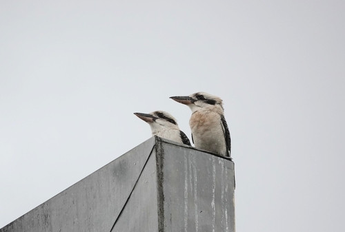 Laughing Kookaburra