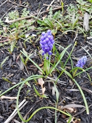 Muscari neglectum