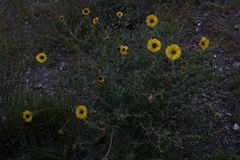 Encelia asperifolia