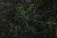 Encelia asperifolia