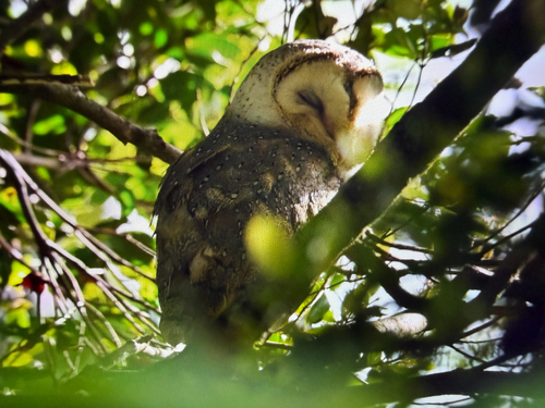 Eastern Barn Owl