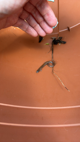 Two-toed Earless Skink