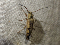 Atimia