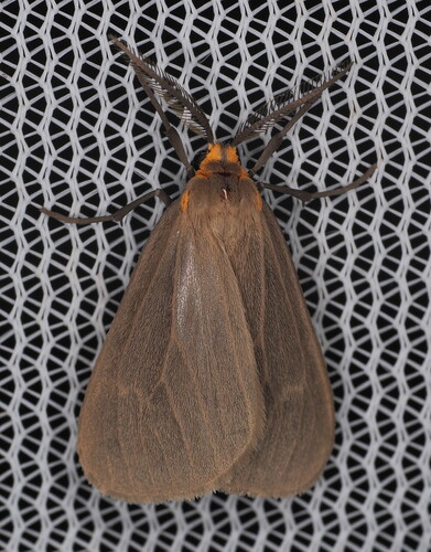 Mouse-colored Tiger Moth photo 5