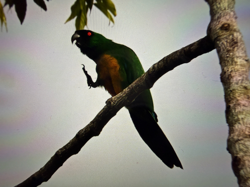 Masked Shining-Parrot
