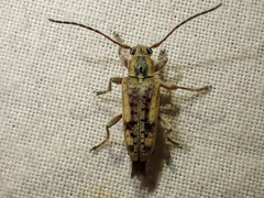 Atimia