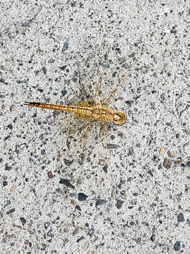 Wandering Glider