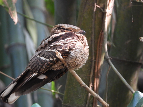 Large-tailed Nightjar