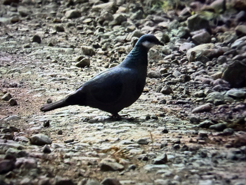 Metallic Pigeon