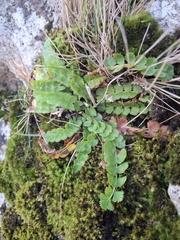 Anisotome aromatica