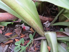 Eucomis comosa
