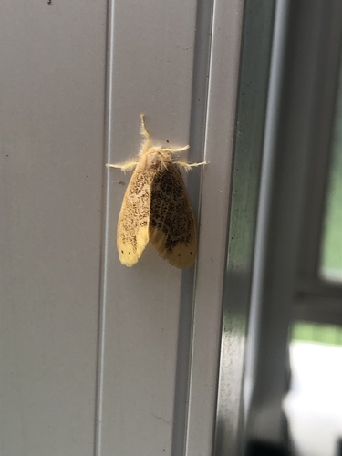 Tea tussock moth