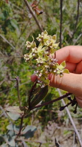 Asclepias elata (Asclepias elata)
