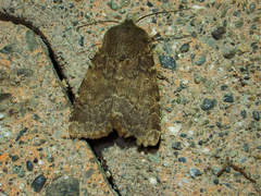 Eriopygini
