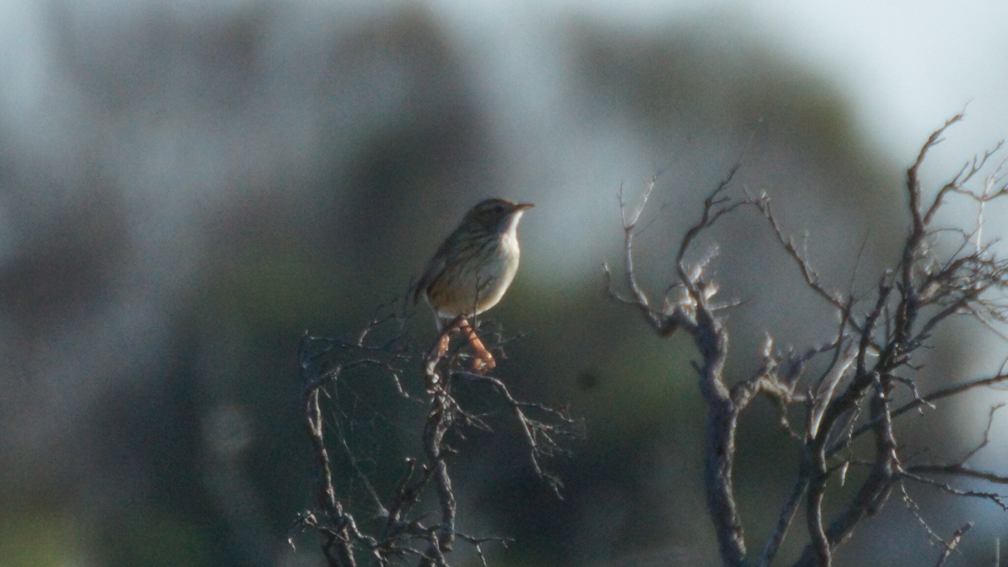 Striated Fieldwren (Calamanthus fuliginosus), photo 10