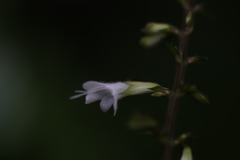 Salvia hayatae