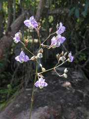 Murdannia macrocarpa