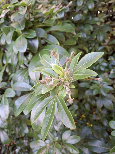 Choisya ternata