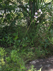 Murdannia macrocarpa