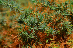Cuscuta pacifica pacifica