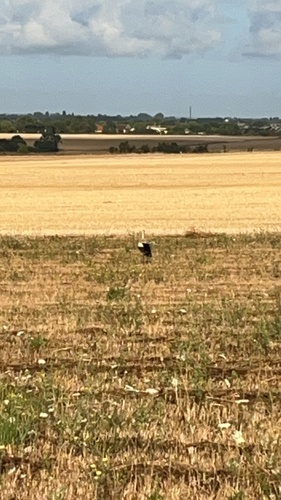 White Stork