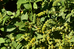 Ambrosia chenopodiifolia