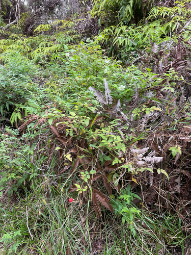 Rubus rosifolius observed 2026-06-27