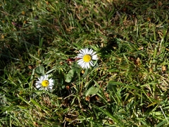 Bellis perennis