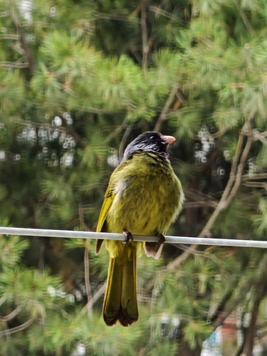 Collared Finchbill