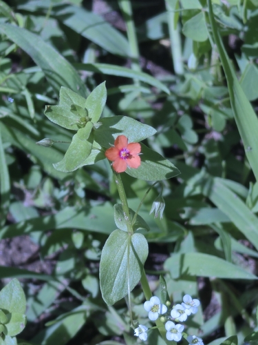 scarlet pimpernel