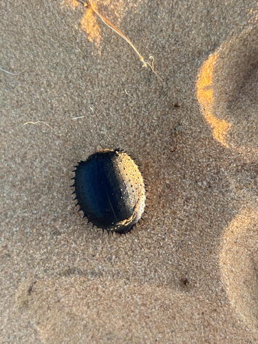 Urchin Beetle