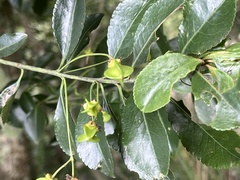 Euonymus carnosus