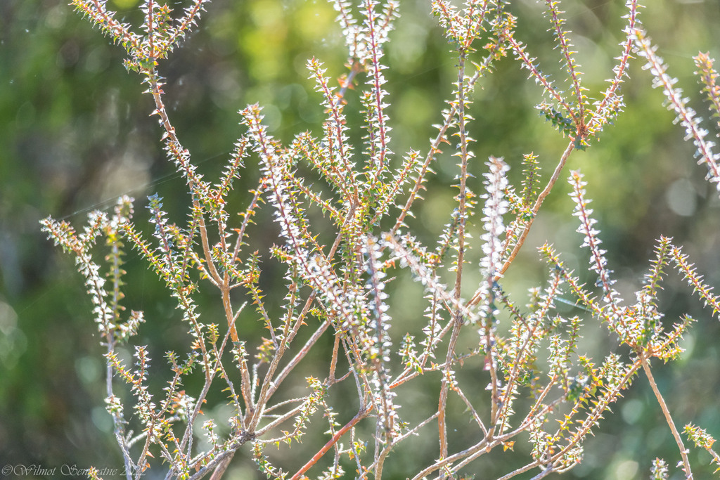 Epacris gunnii; photograph author not stated, no rights reserved