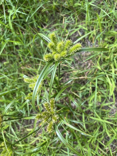 Cyperus cyperoides, photograph 5