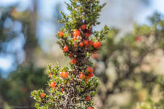 Coprosma nitida, photograph author not stated, no rights reserved