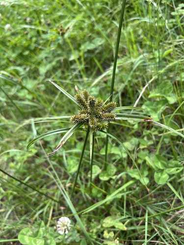 Cyperus cyperoides, photograph 4