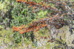 Coprosma nitida