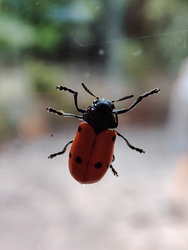 Lachnaia paradoxa