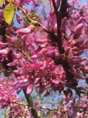 Cercis siliquastrum
