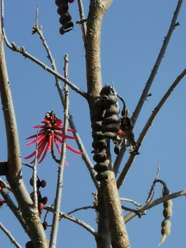 Image of Erythrina americana by (c) Juan Carlos Pérez Magaña, some rights reserved (CC BY-SA)