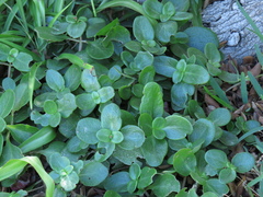 Crassula multicava multicava